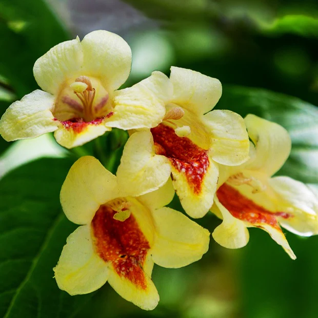 Weigelia - geel - Image 2