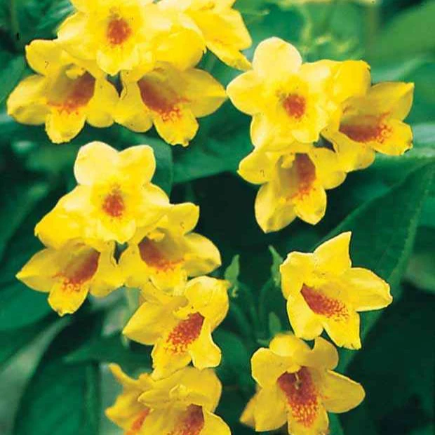 Weigelia - geel - Image 3