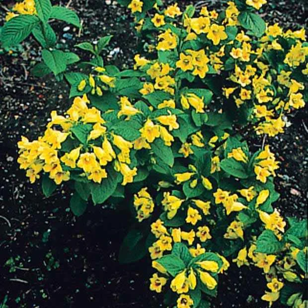 Weigelia - geel - Image 4