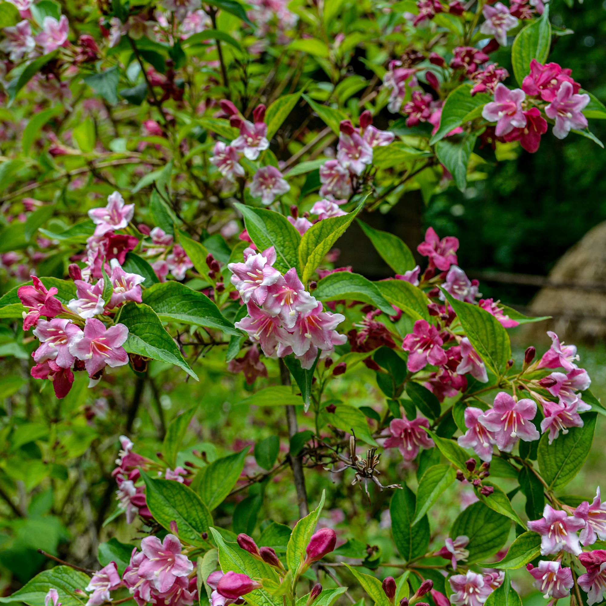 Weigelia 'Pink Princess' - Image 3