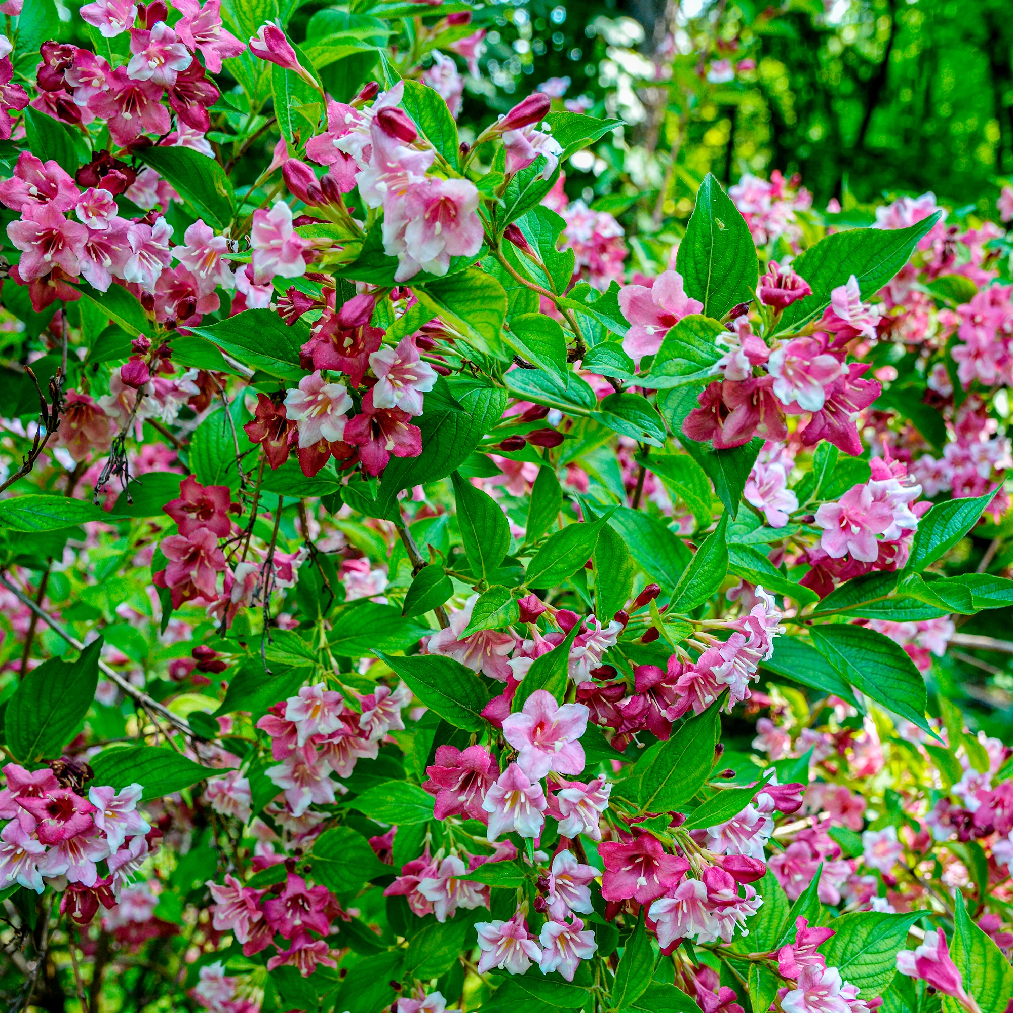 Weigelia 'Pink Princess' - Image 4
