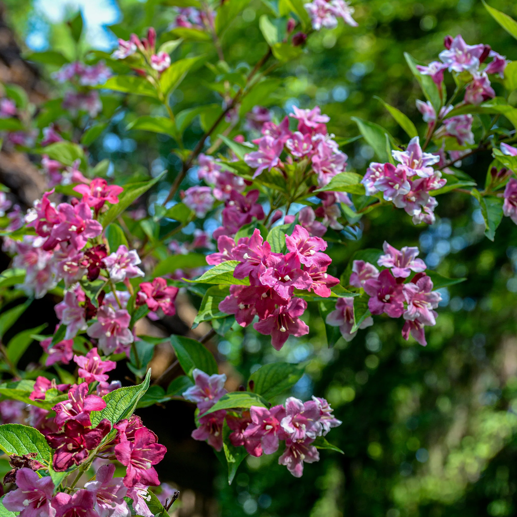 Weigelia 'Pink Princess' - Image 5