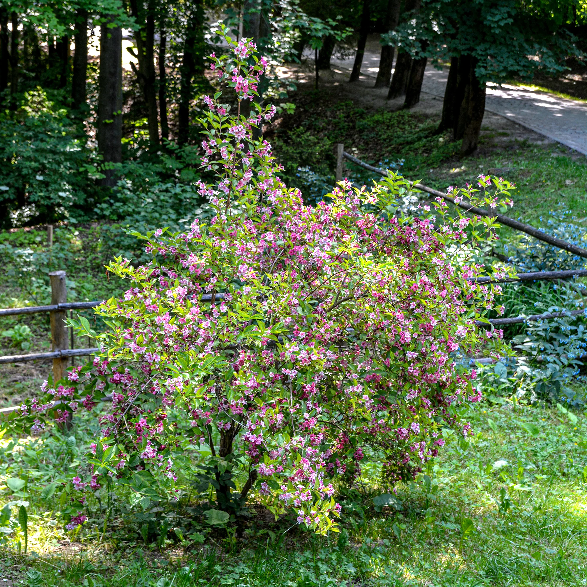 Weigelia 'Pink Princess' - Image 6