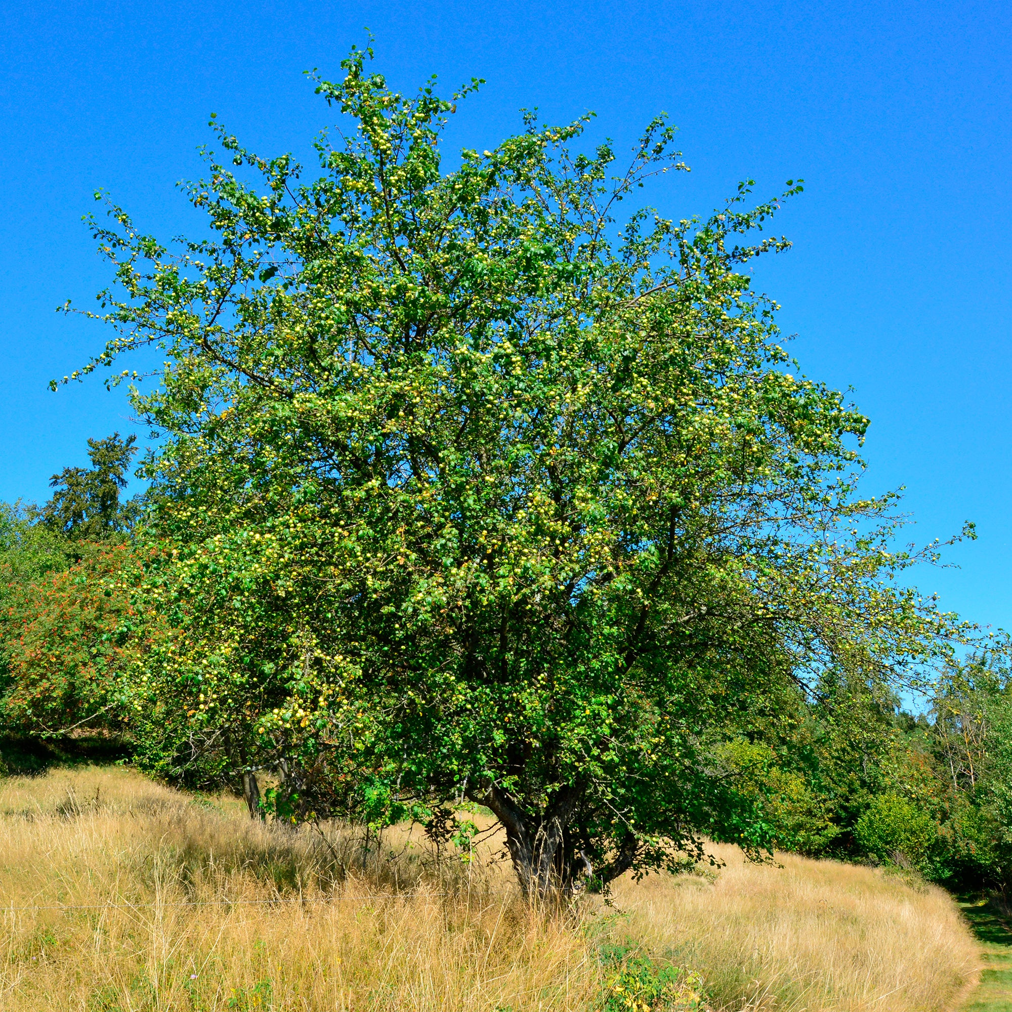 Wilde appel - Image 3