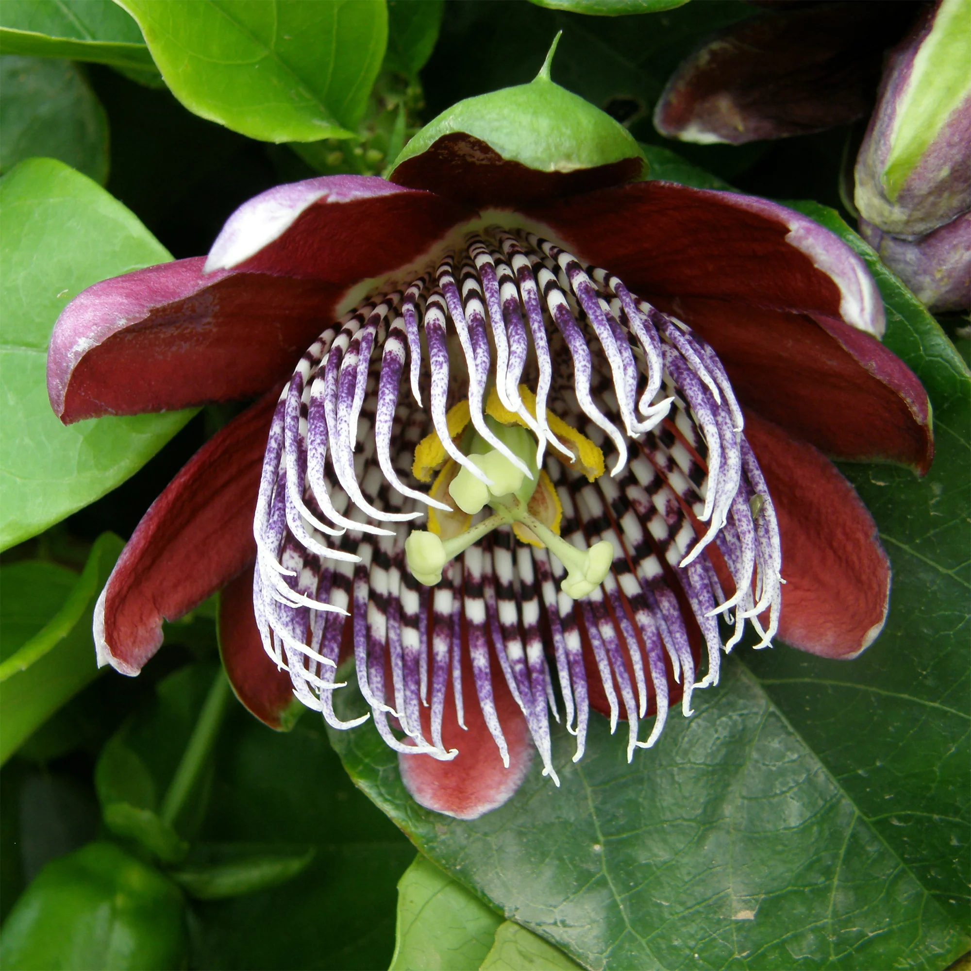 Miniatuur 2