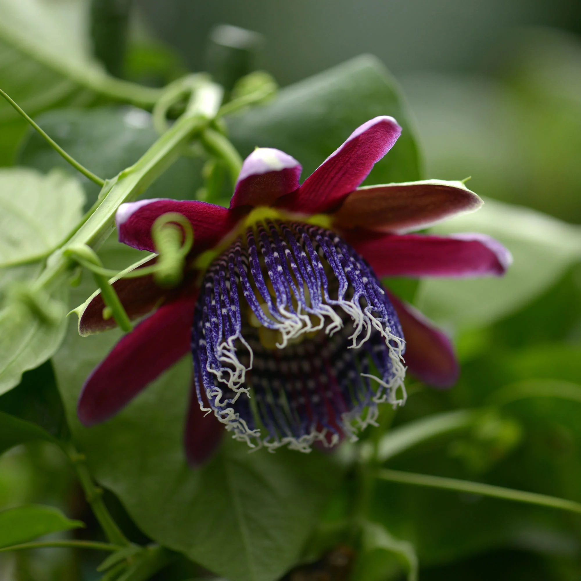 Wilde grenadille/gevleugelde passiebloem - Image 7