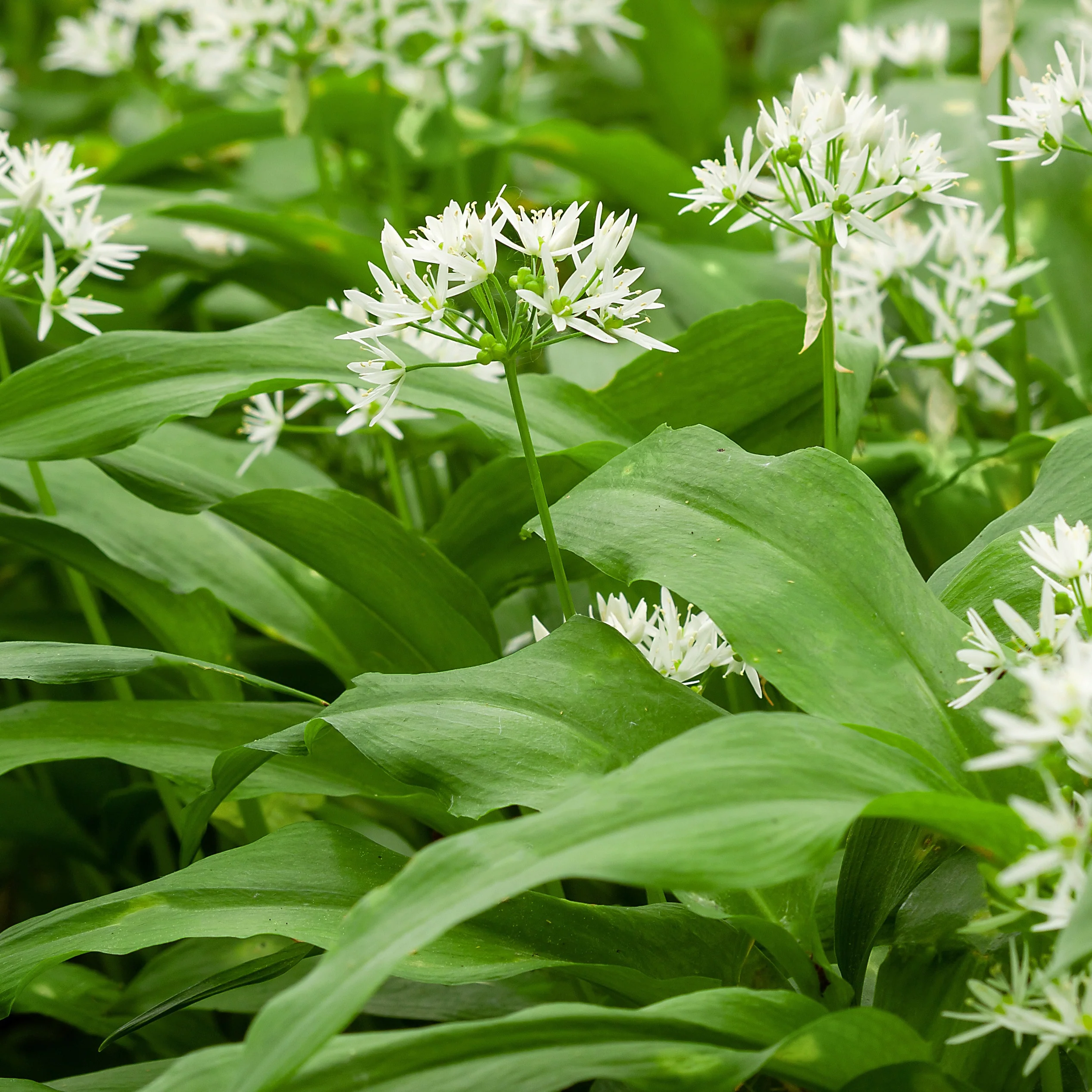 Wilde knoflook - Image 4