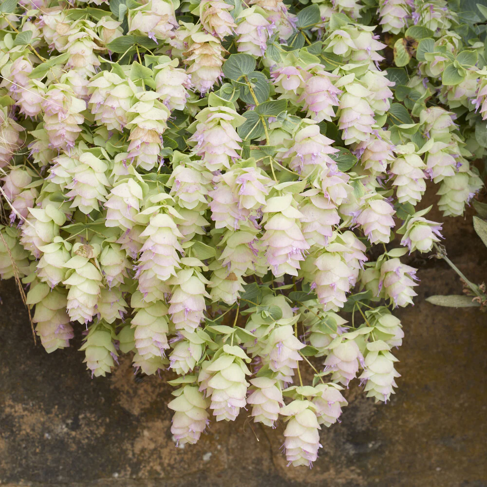 Wilde marjolein 'Kent Beauty' - Image 2