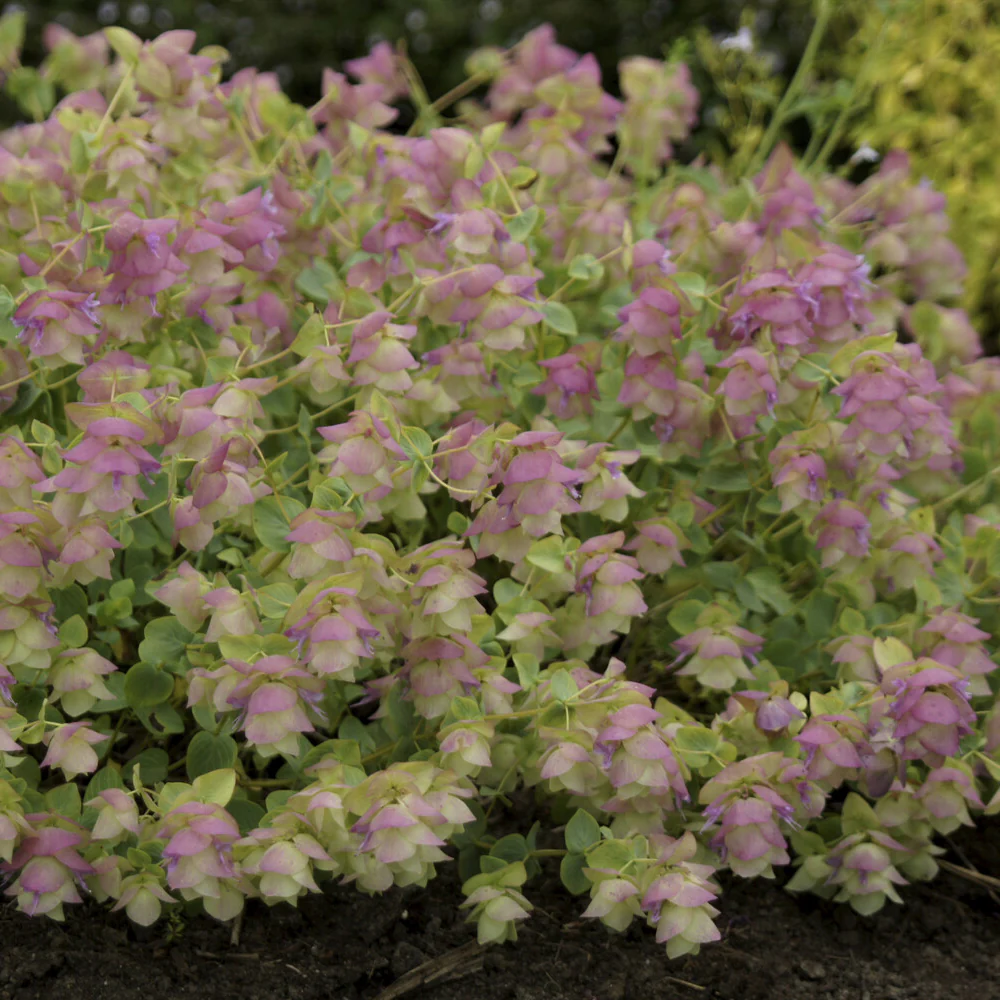 Wilde marjolein 'Kent Beauty' - Image 3