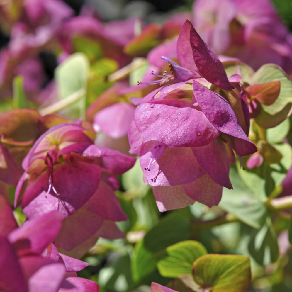 Wilde marjolein 'Kent Beauty' - Image 4