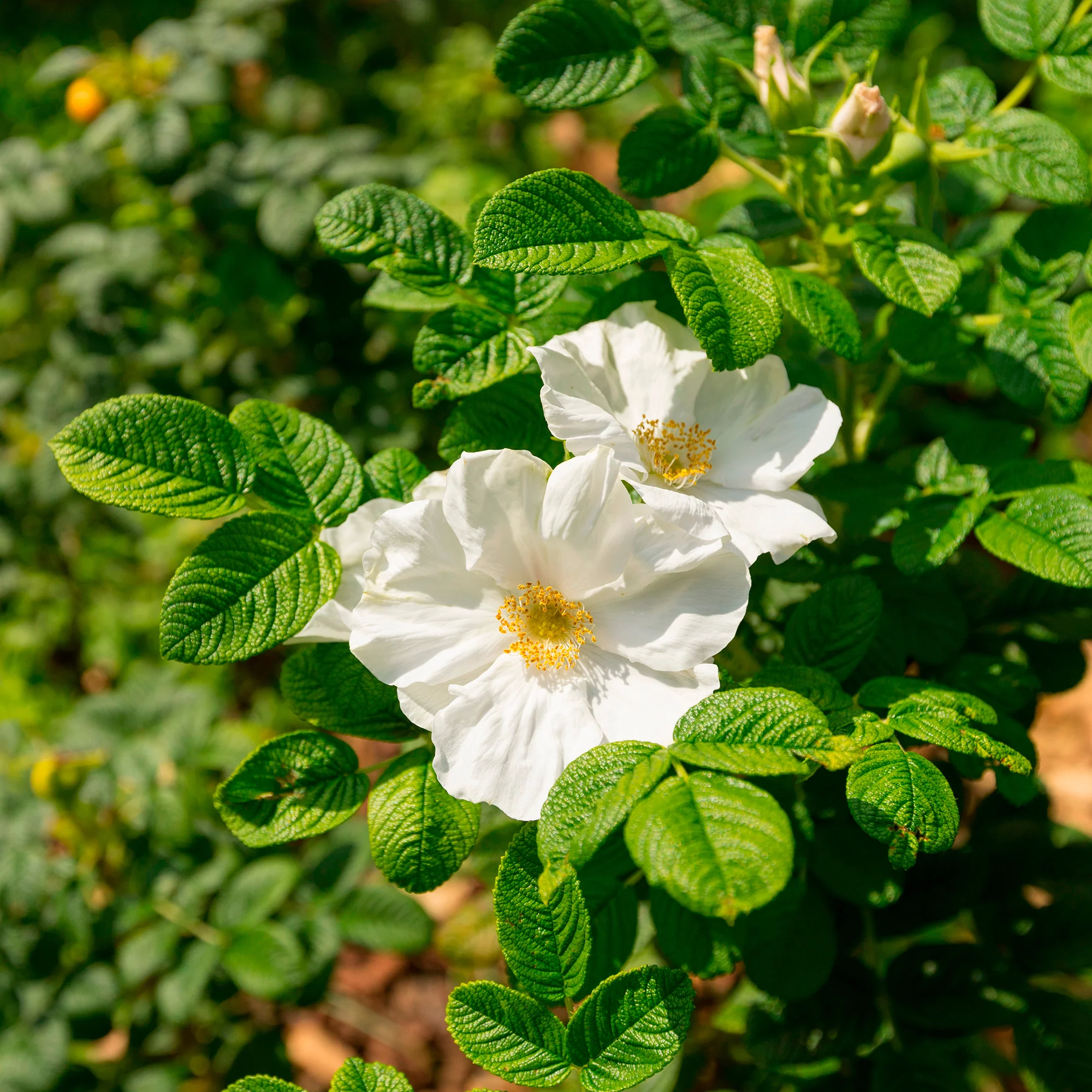 Wilde roos 'Alba, Japanse roos