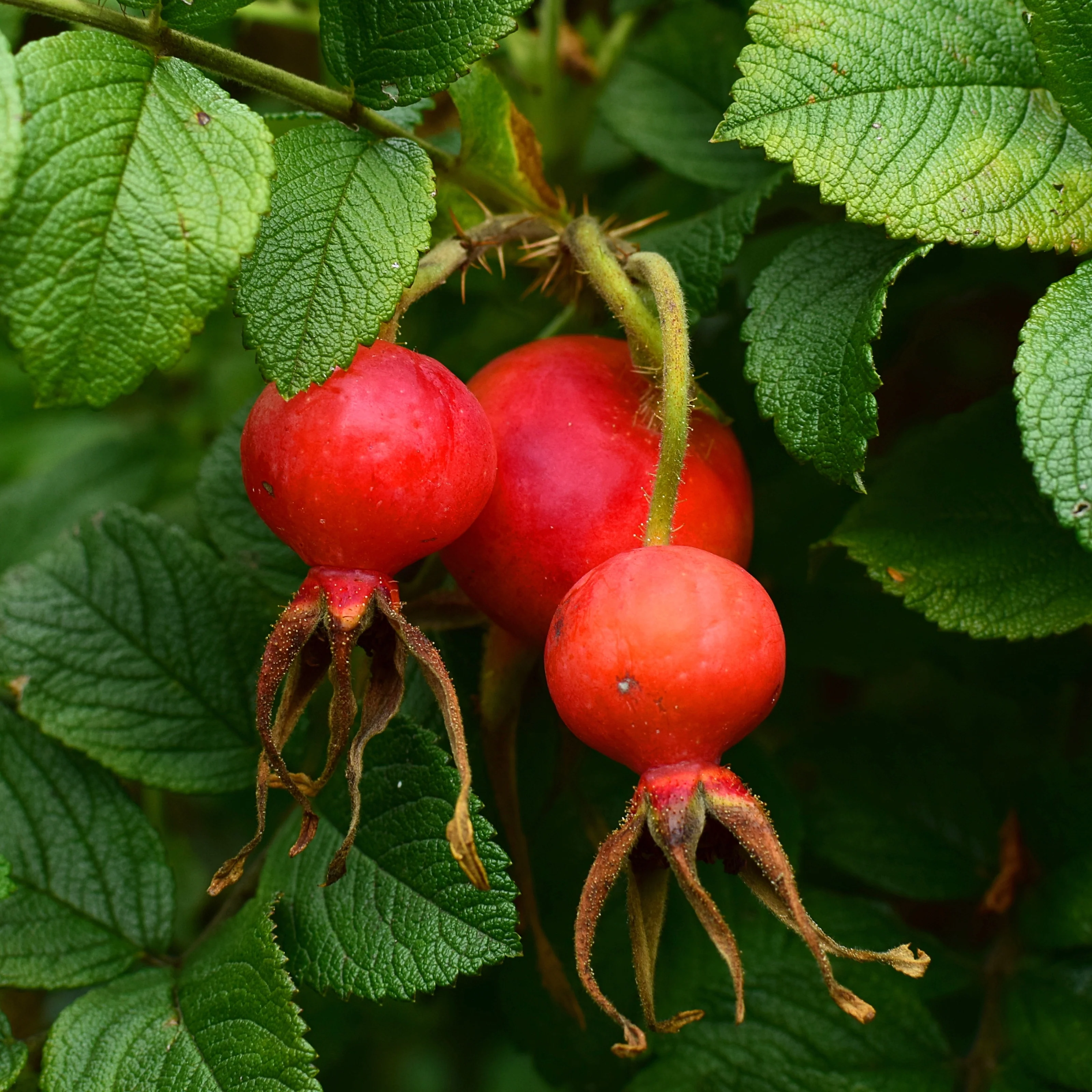 Wilde roos 'Hansa' - Image 2