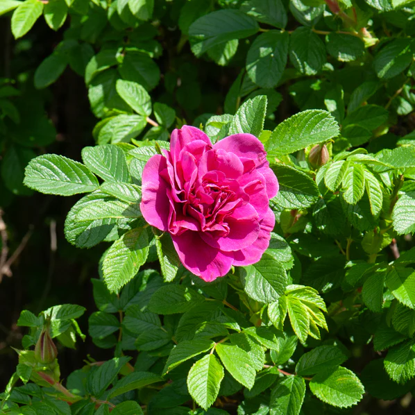 Collectie van 2 botanische rozen (x2) - Image 2
