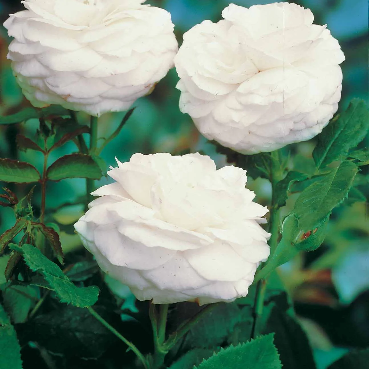 Collectie van 2 botanische rozen (x2) - Image 5