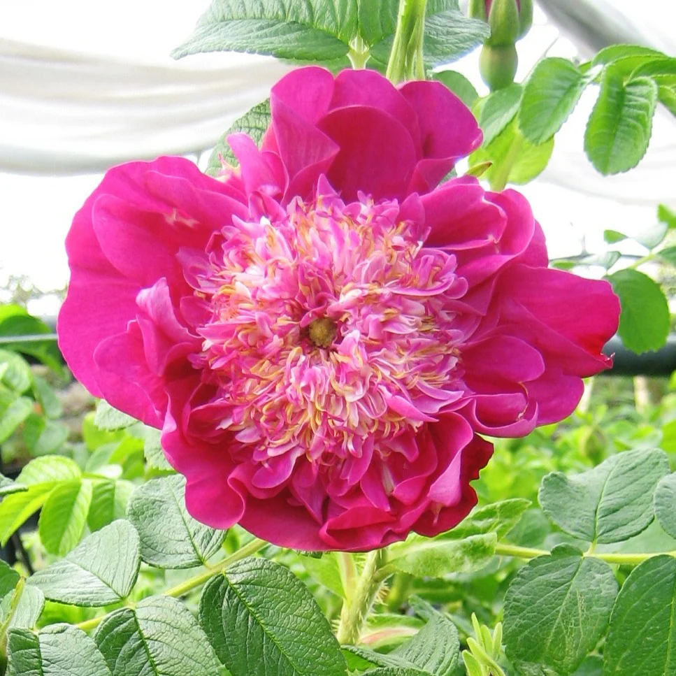 Wilde roos 'Pompom Perfume'®