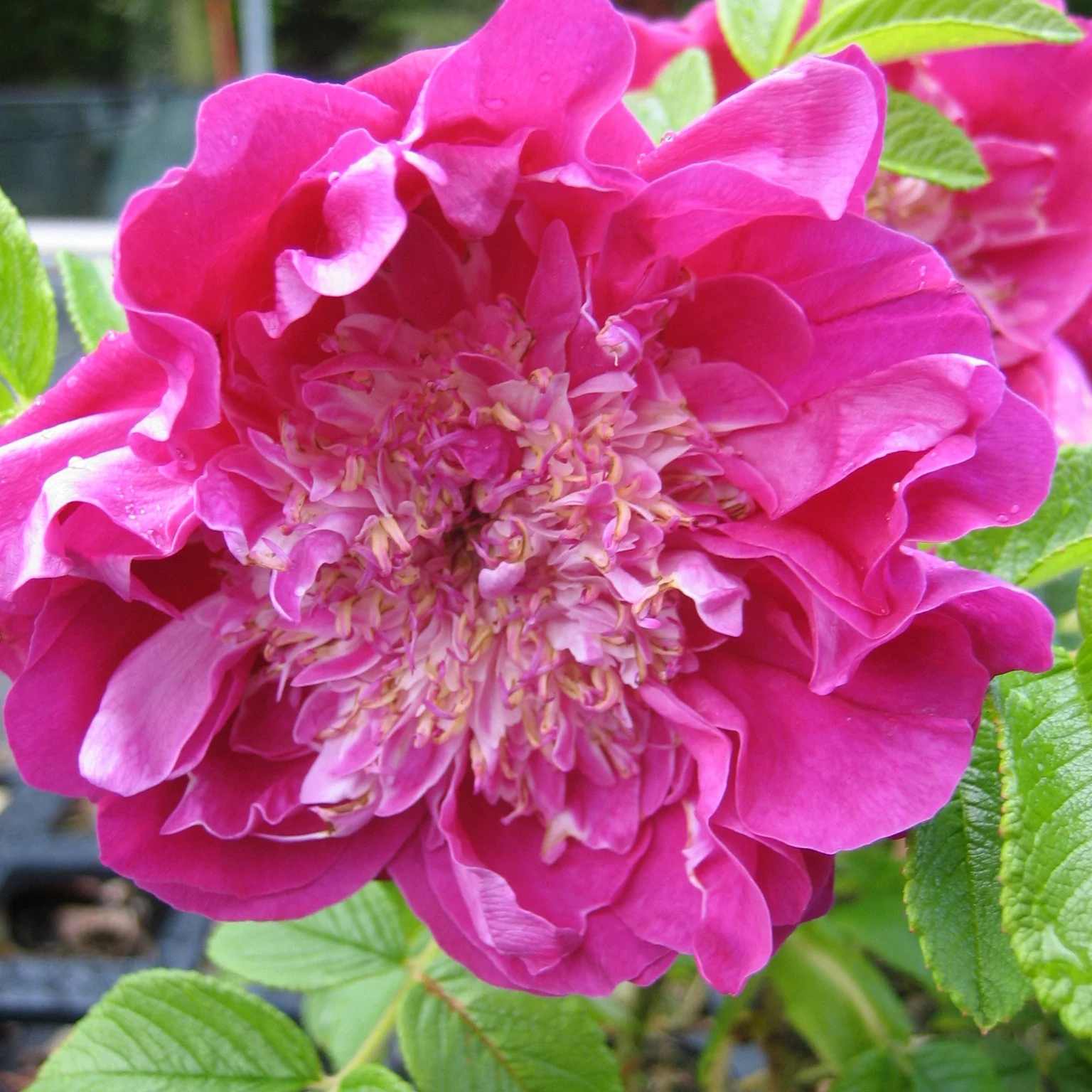 Wilde roos 'Pompom Perfume'® - Image 2