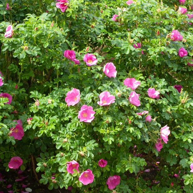 Wilde roos 'Rubra'