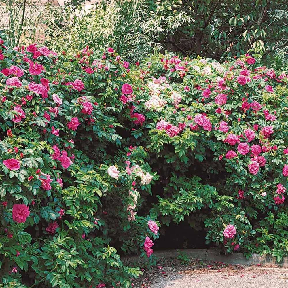 Wilde roos 'Rubra' - Image 2