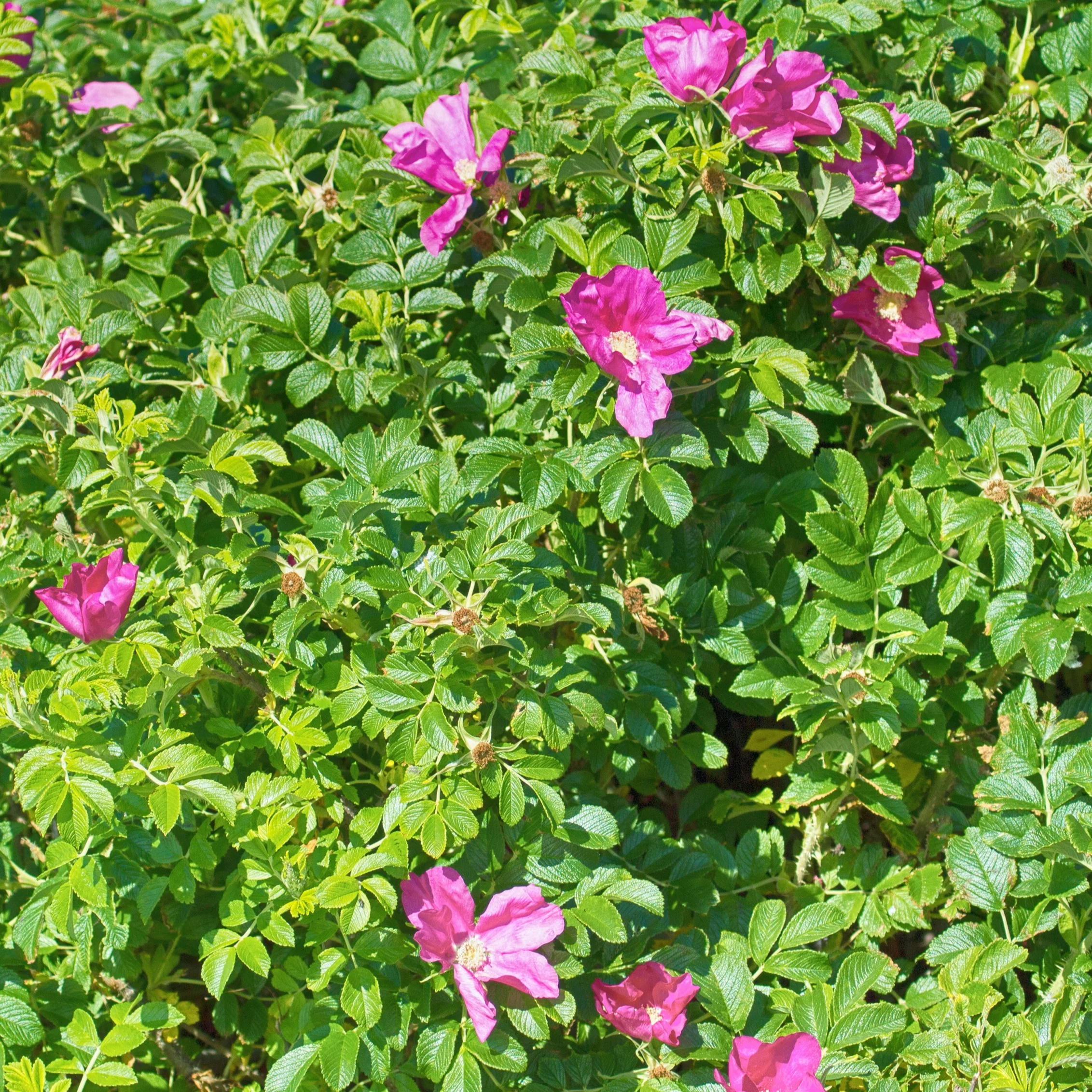 Wilde roos 'Rubra' - Image 3