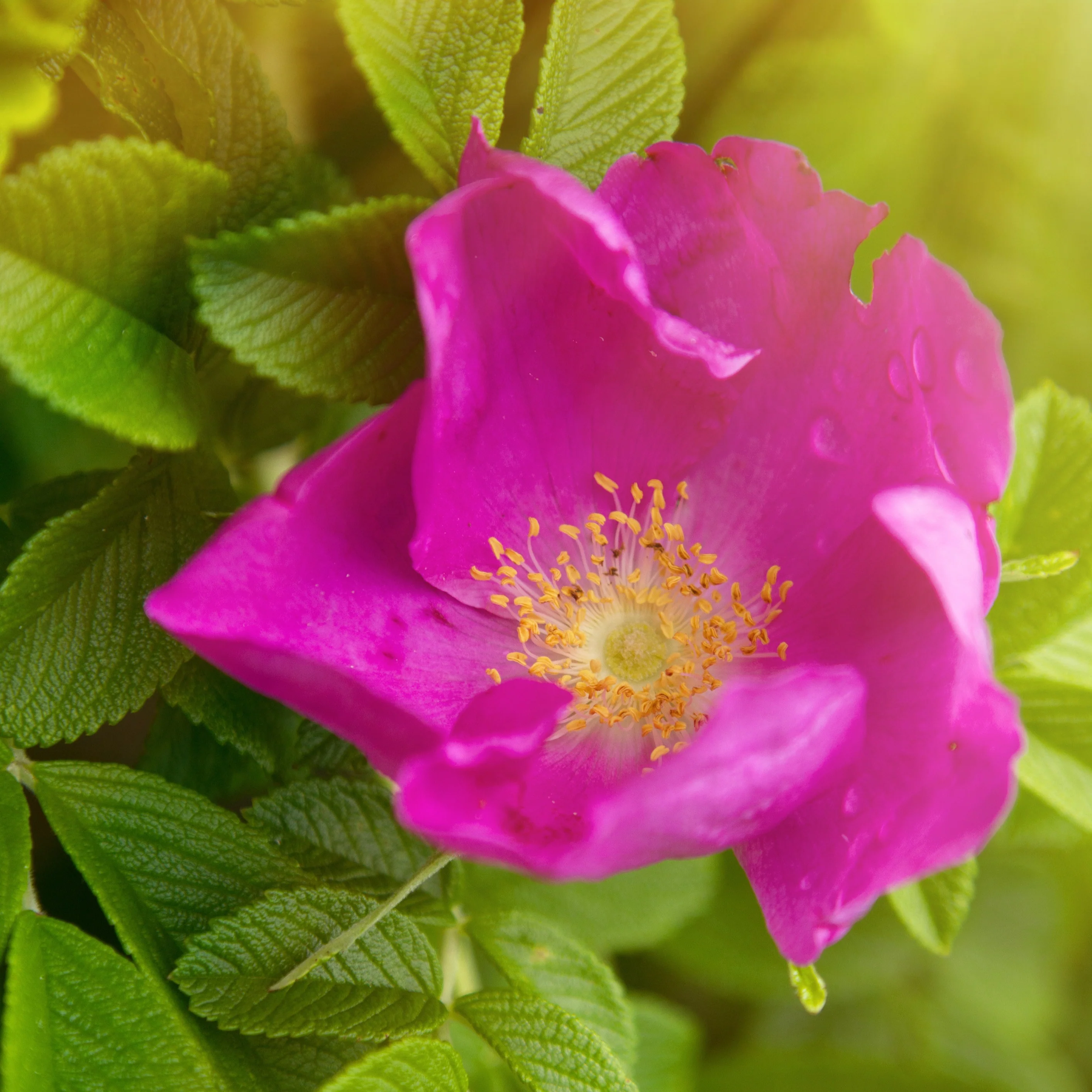 Wilde roos 'Rubra' - Image 4