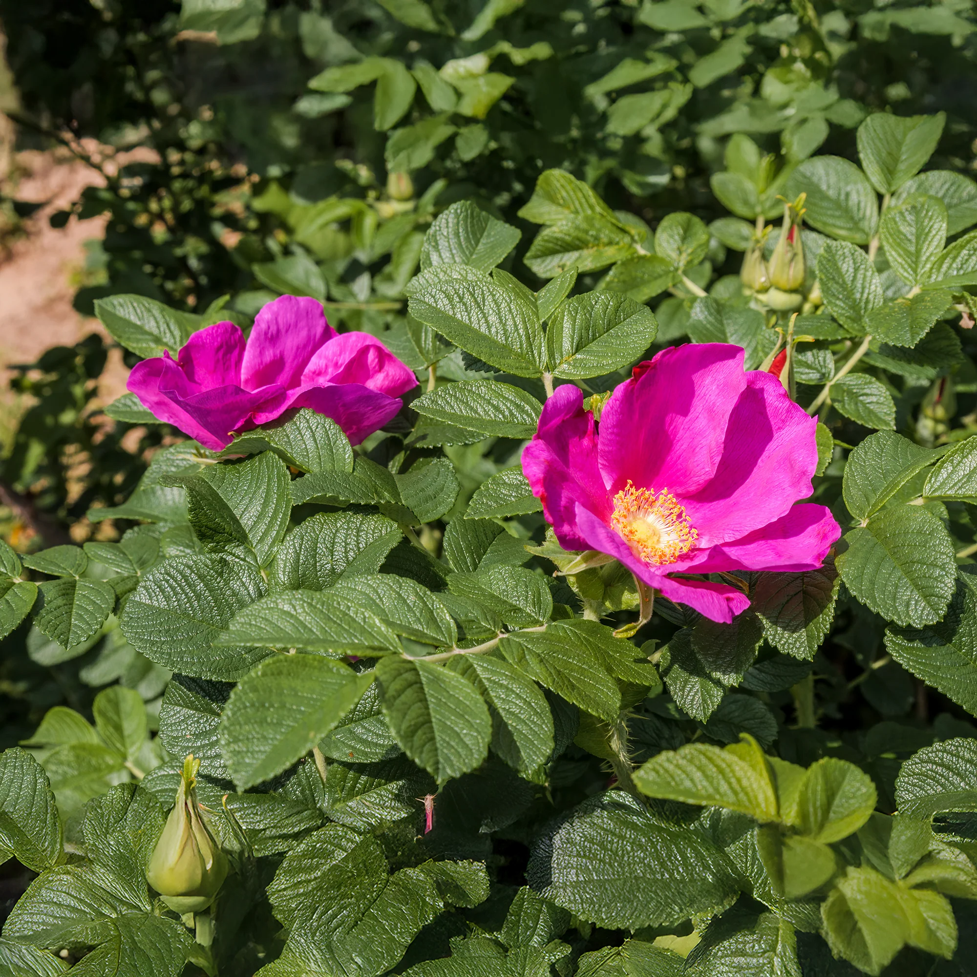 Wilde roos 'Rubra' - Image 5