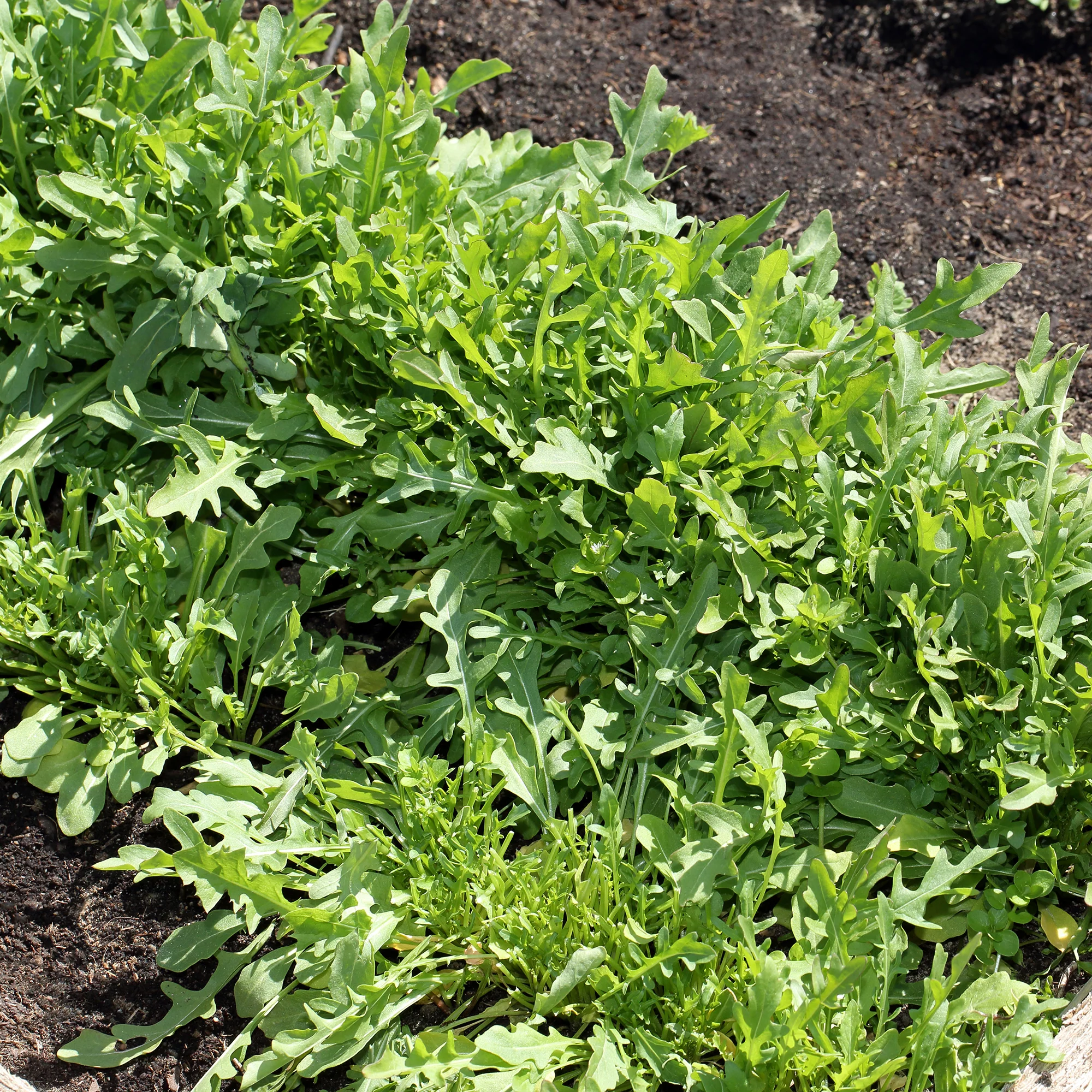 Wilde Rucola Sylvetta (Wild Rocket) - Image 2