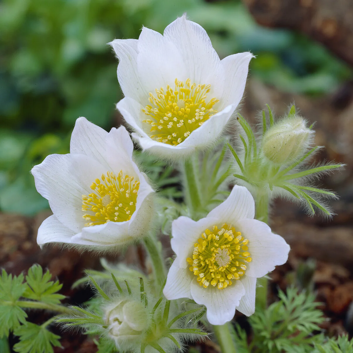Wildemanskruid 'Alba'
