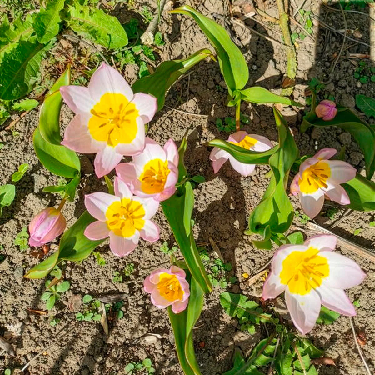 Wildtulpen Bakeri Lilac Wonder (x10) - Image 2