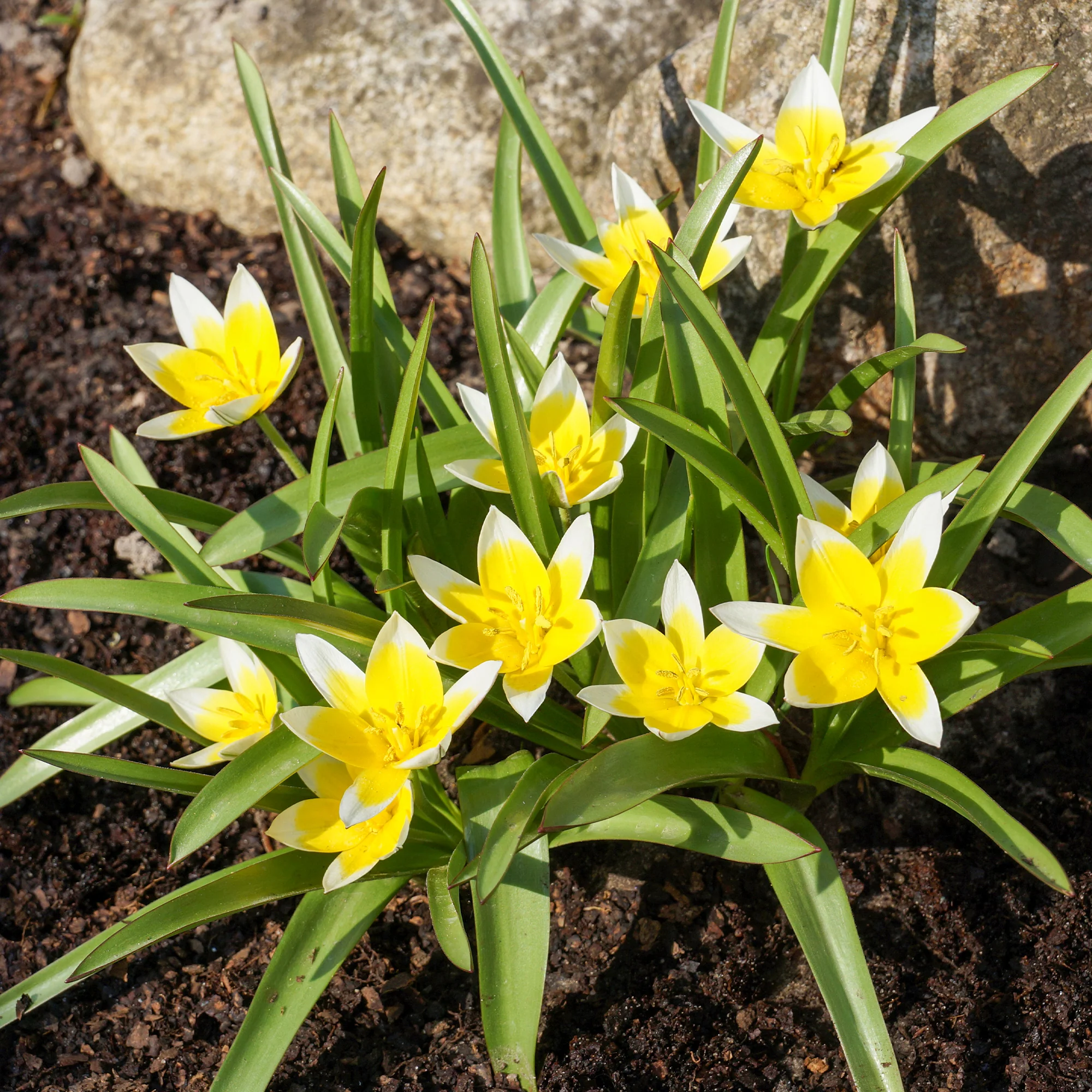 Wildtulpen Tarda (x10) - Image 2