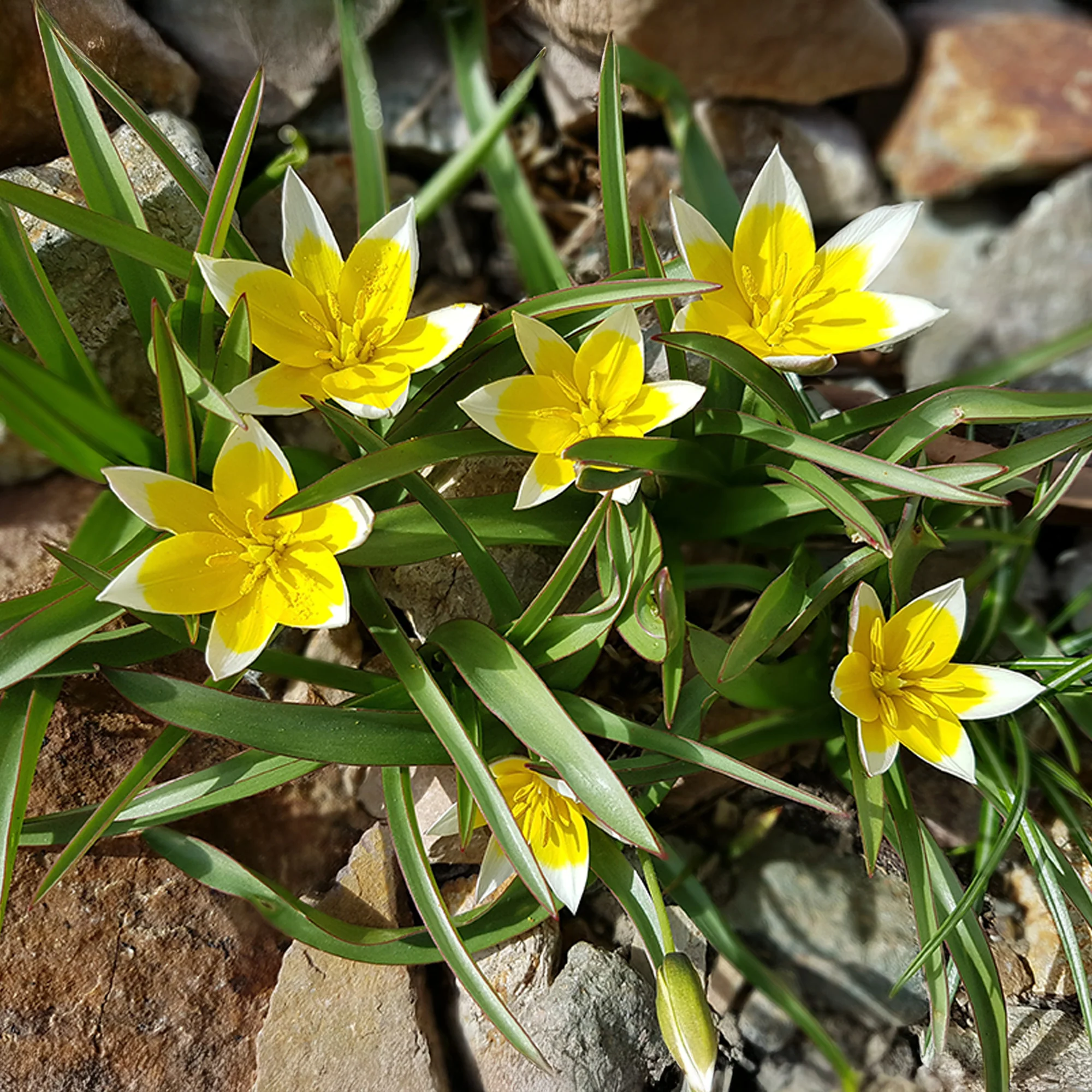 Wildtulpen Tarda (x10) - Image 4