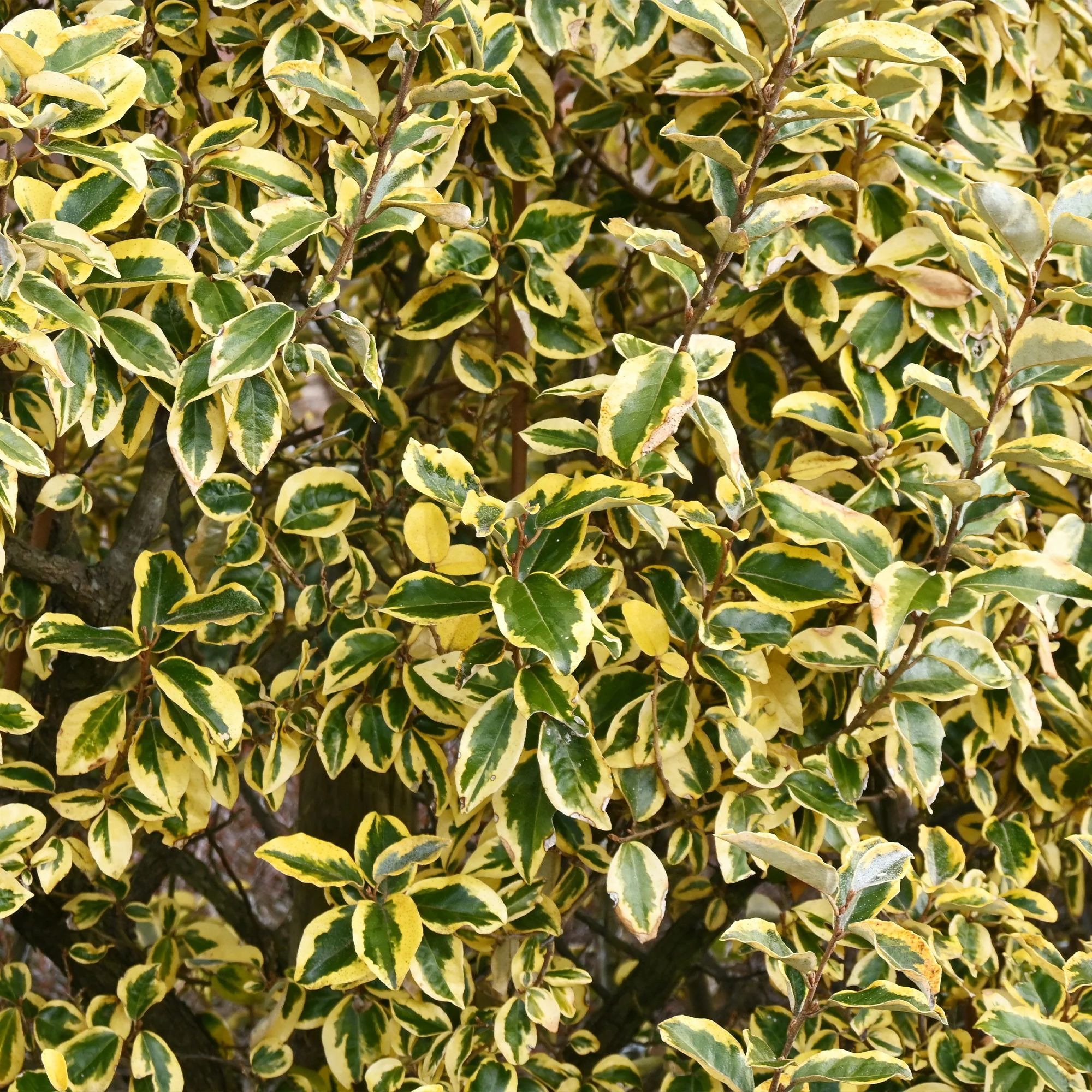 Wintergroene haag (x4) - Image 2