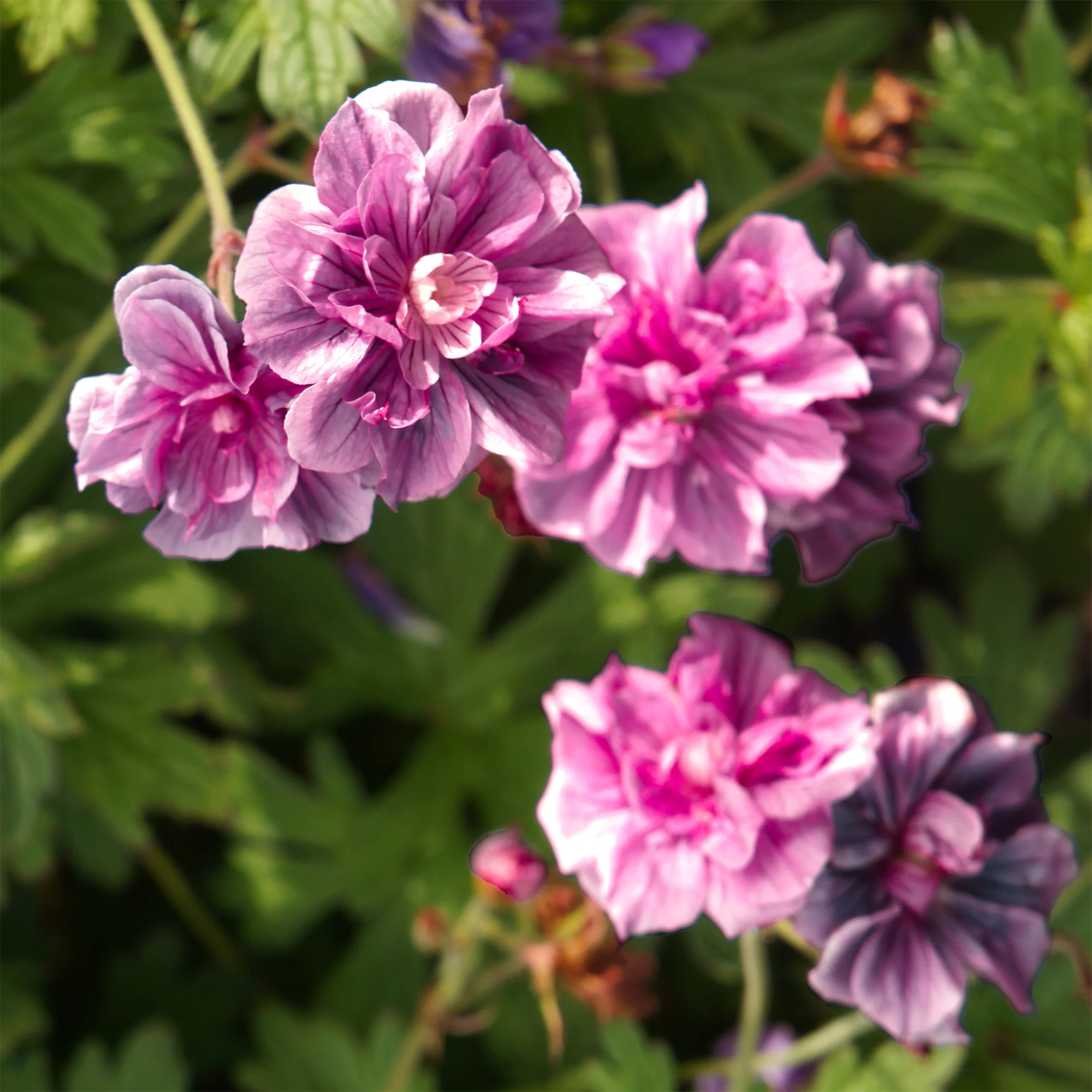 Winterharde geranium 'Birch Double' (x2)