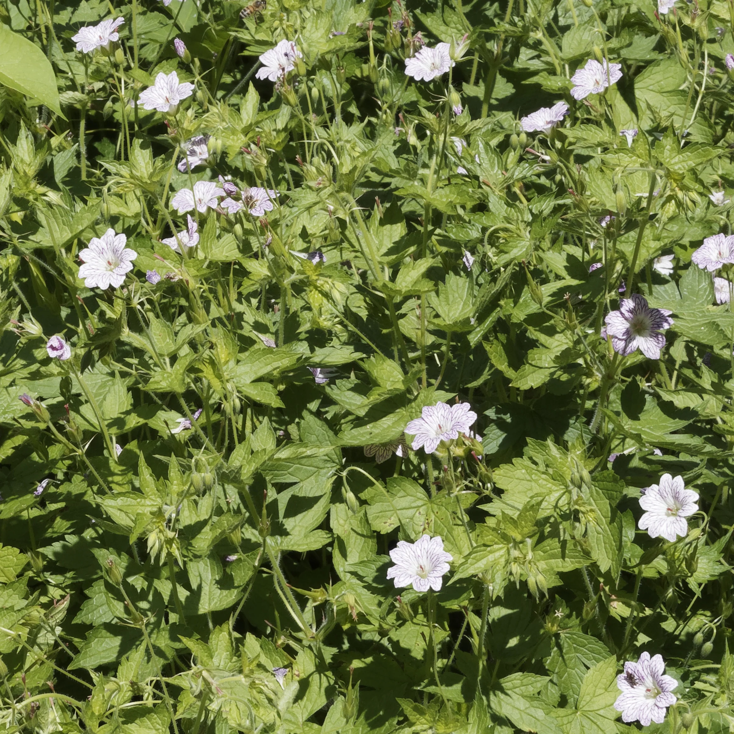 Winterharde geranium 'Katharine Adèle (x3)