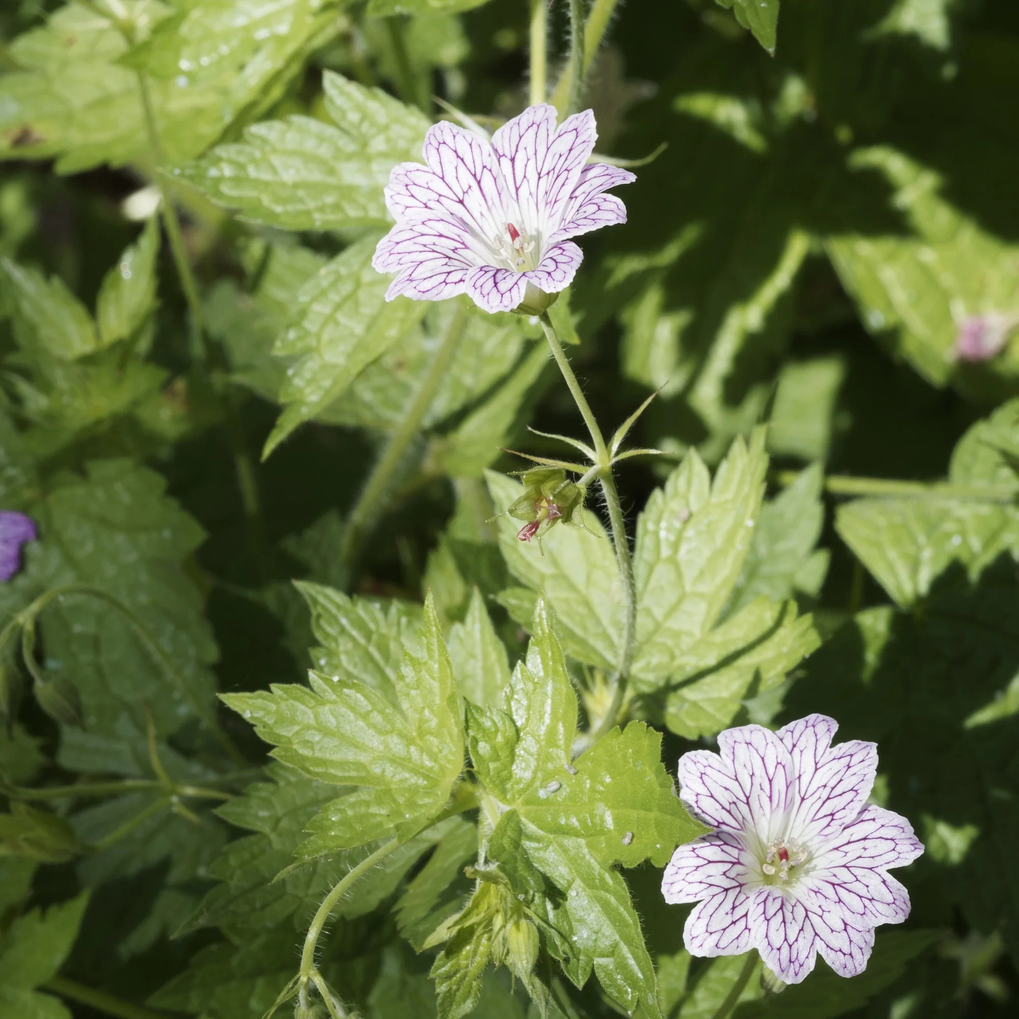 Winterharde geranium 'Katharine Adèle (x3) - Image 2
