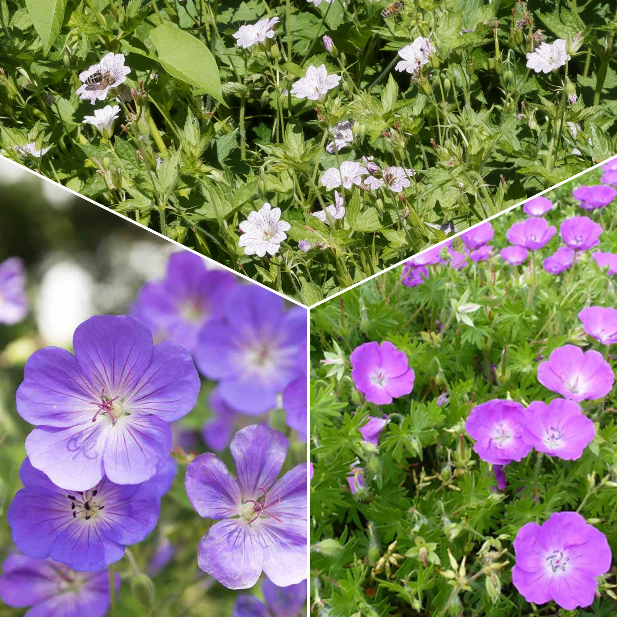 Winterharde geranium Mix 'Katharine Adèle' + hymalayense (x9)