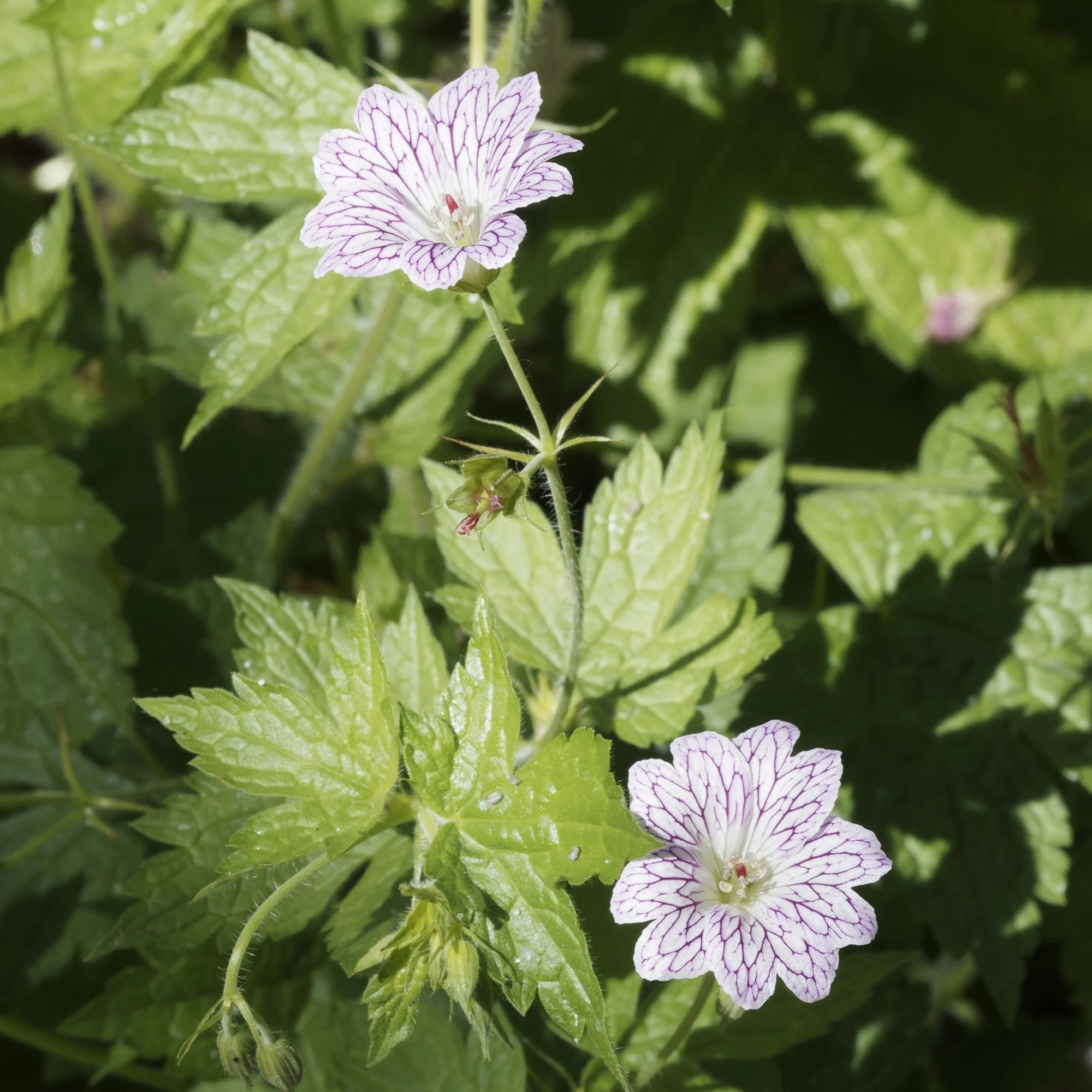 Winterharde geranium Mix 'Katharine Adèle' + hymalayense (x9) - Image 3