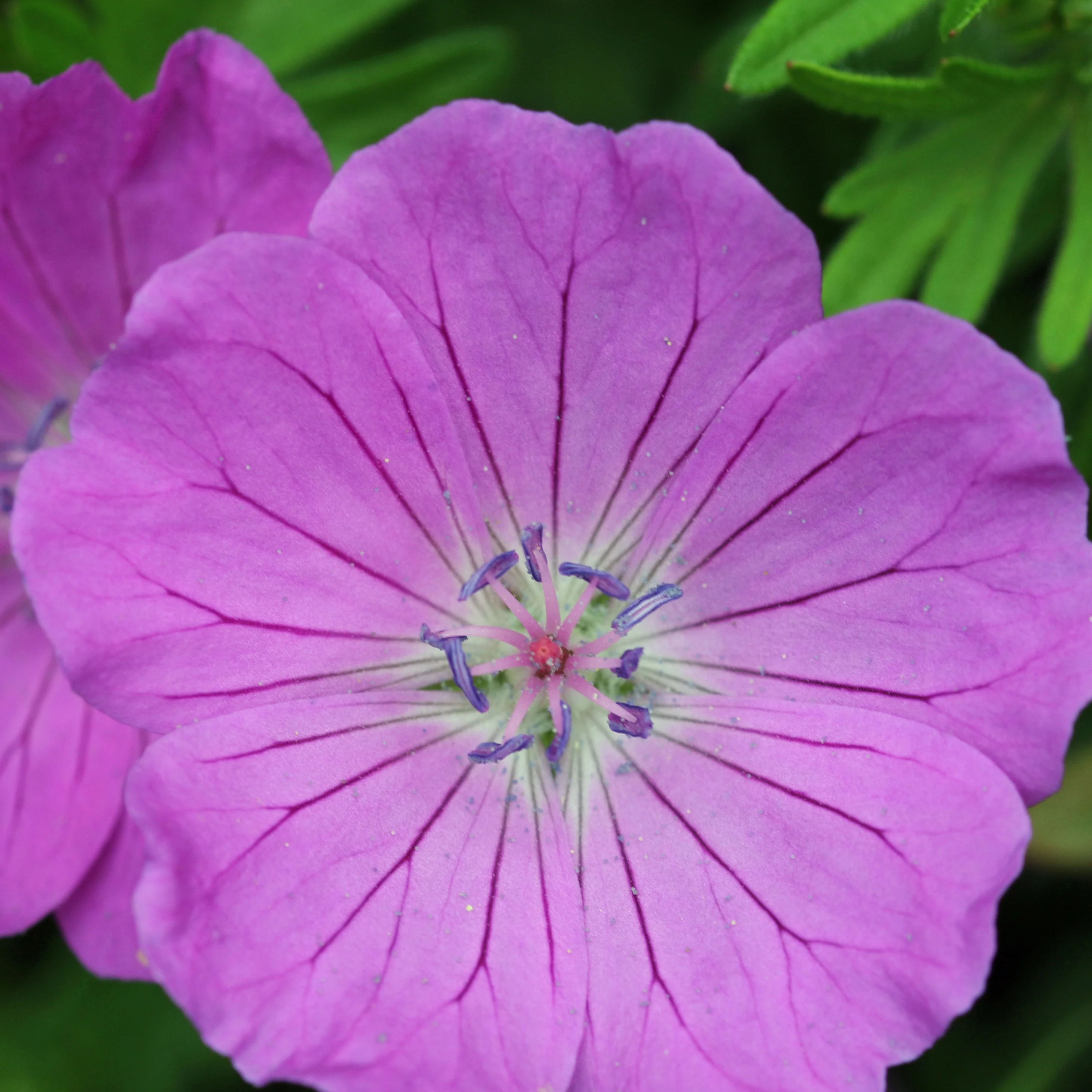 Winterharde geranium Mix 'Katharine Adèle' + hymalayense (x9) - Image 4