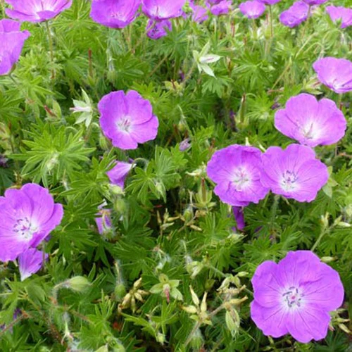 Winterharde geranium Mix 'Katharine Adèle' + hymalayense (x9) - Image 5
