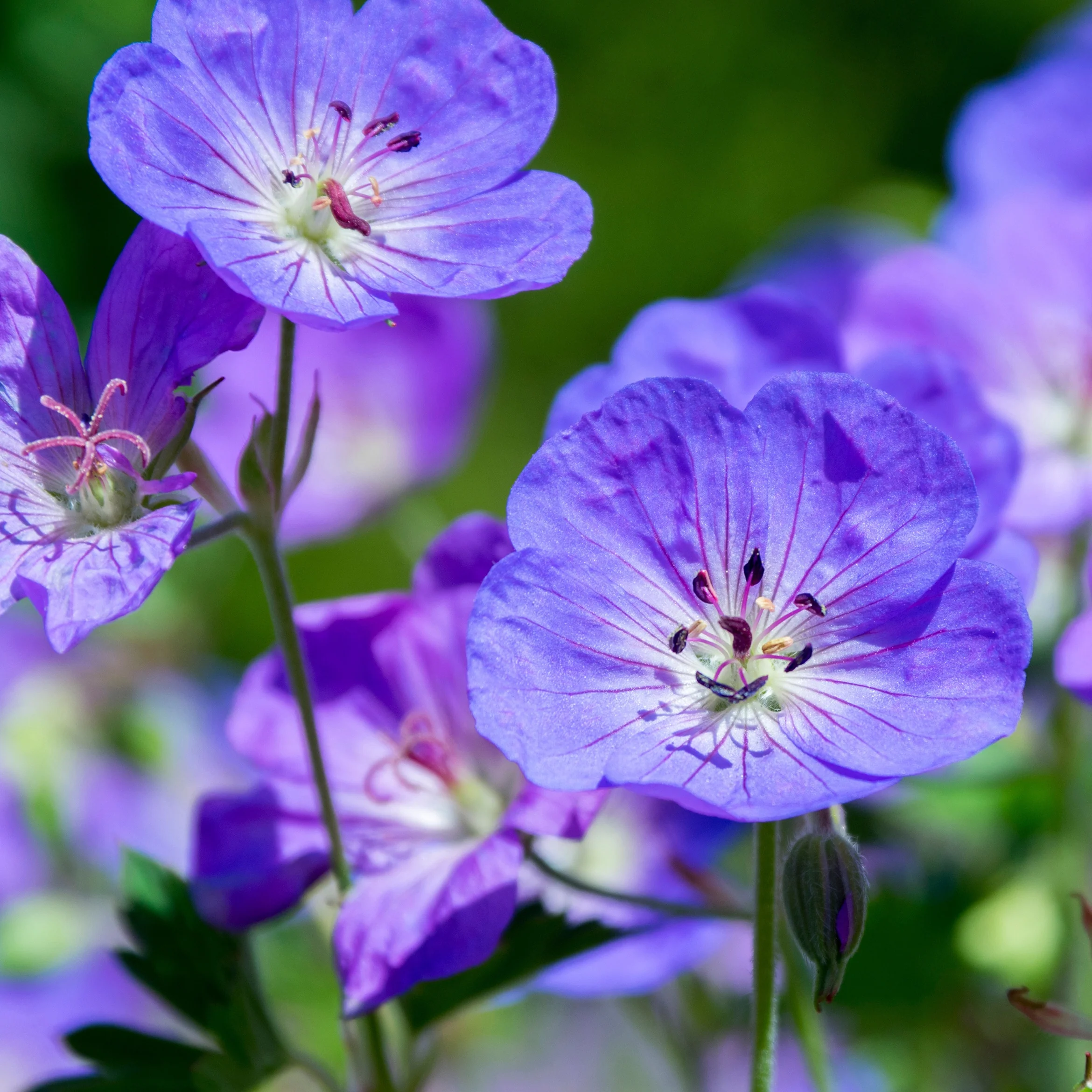 Winterharde geranium Mix 'Katharine Adèle' + hymalayense (x9) - Image 6