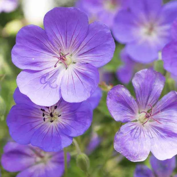 Winterharde geranium Mix 'Katharine Adèle' + hymalayense (x9) - Image 7