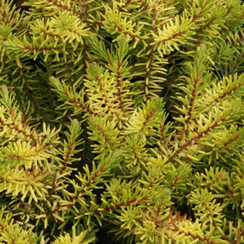 Winterheide 'Eva Gold'