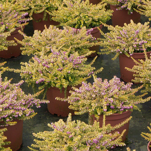 Winterheide 'Eva Gold' - Image 2