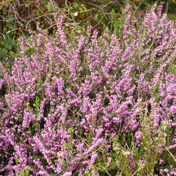 Winterheide 'Furzey'