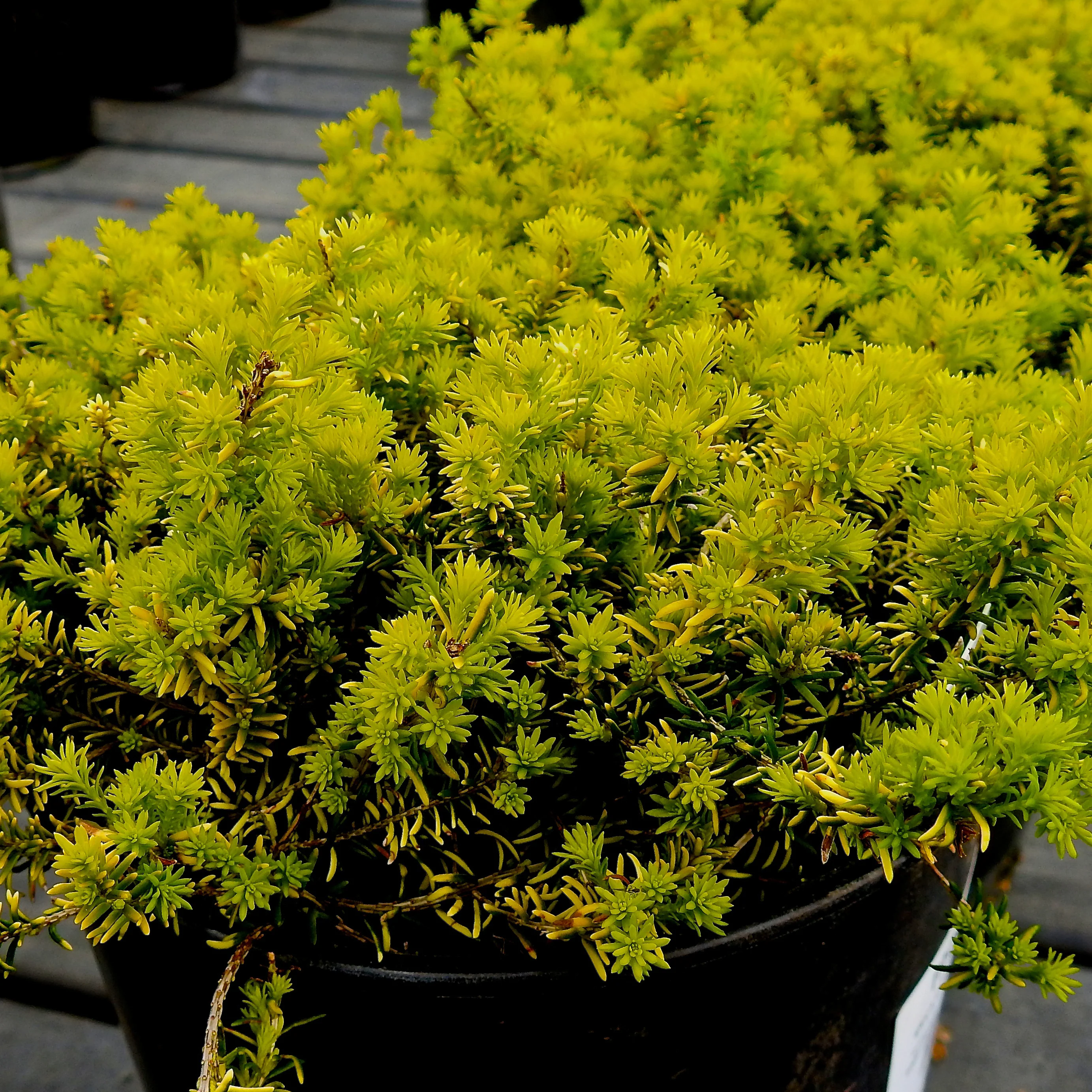 Winterheide 'Golden Starlet'