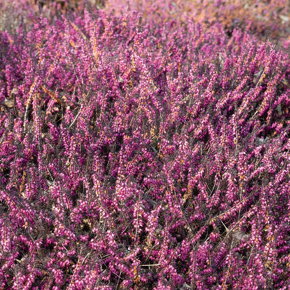 Winterheide 'Kramer's Rote' - Image 2