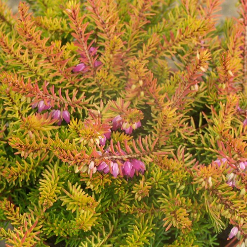 Winterheide 'Mary Helen'