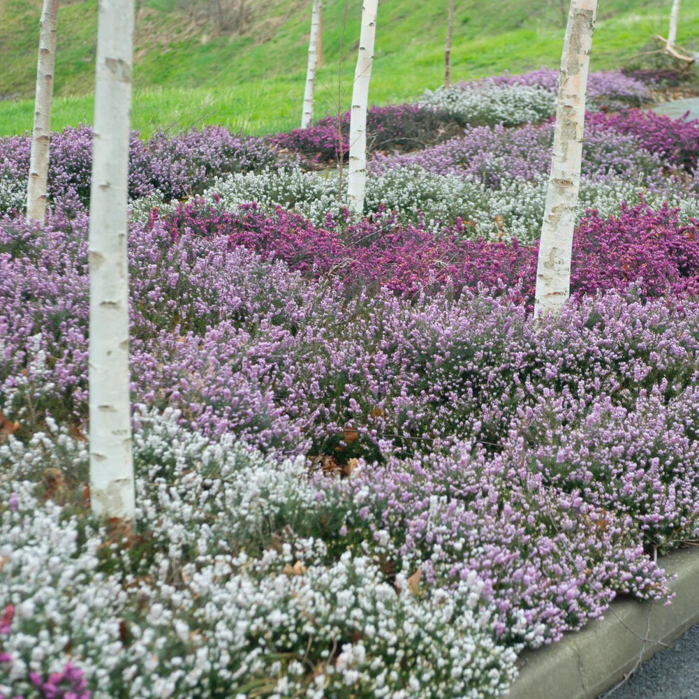 Winterheide - rood + wit + roze (x6)