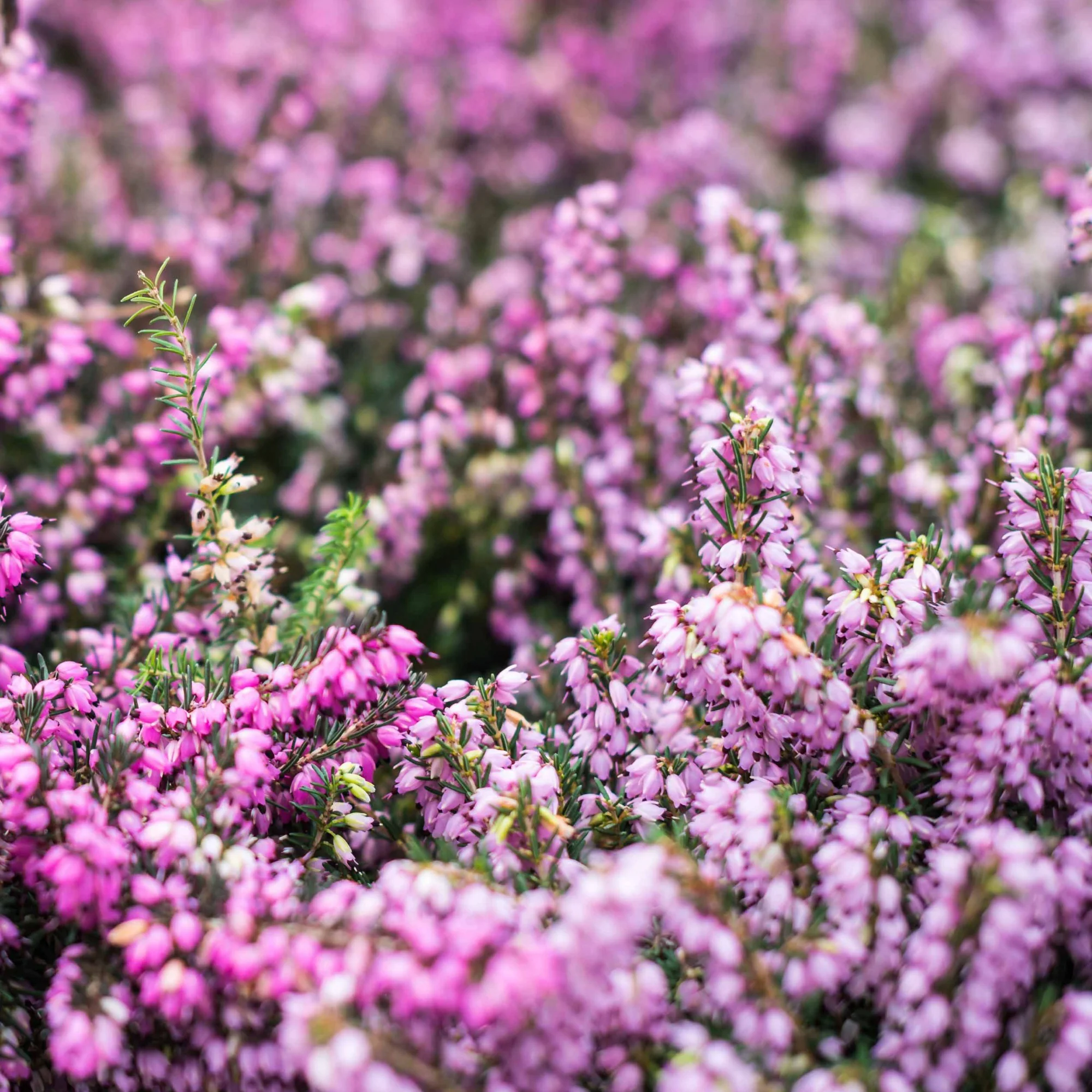 Winterheide - rood + wit + roze (x6) - Image 2