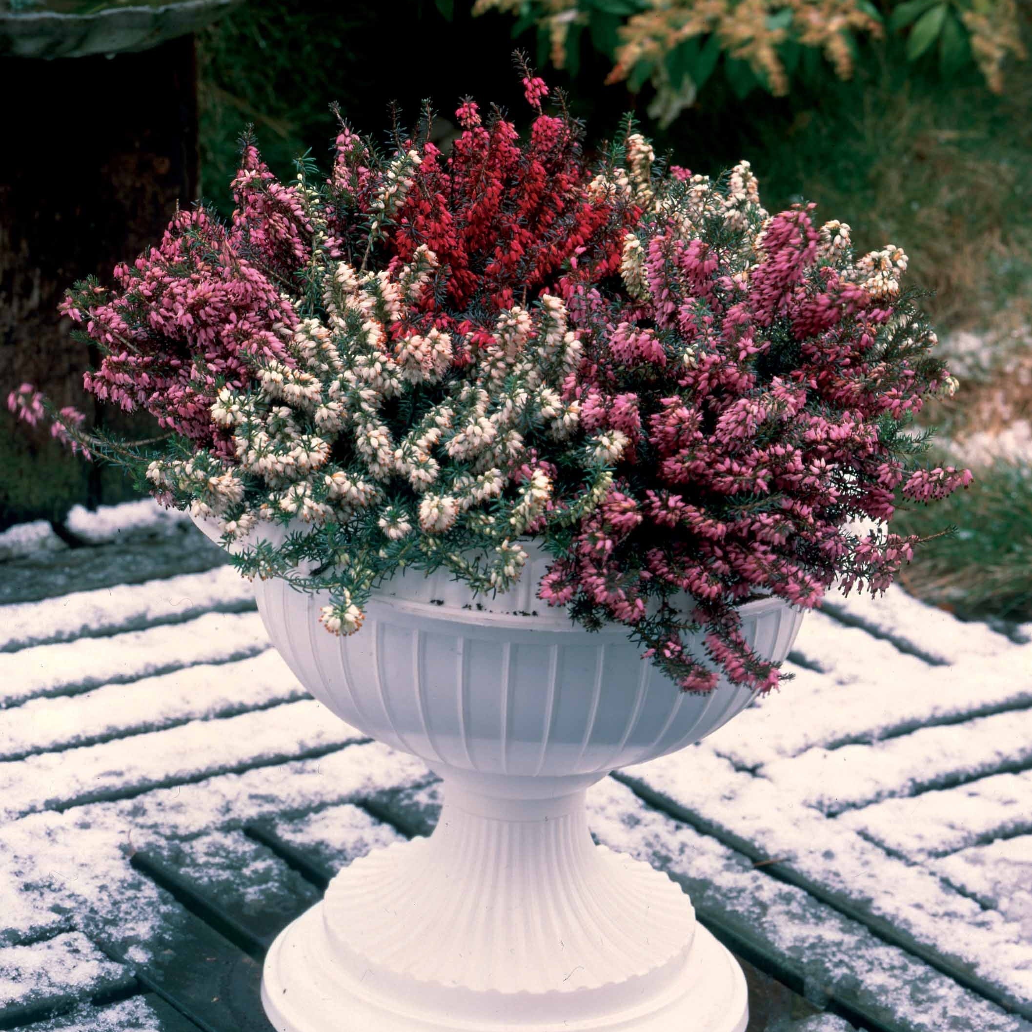 Winterheide - rood + wit + roze (x6) - Image 3