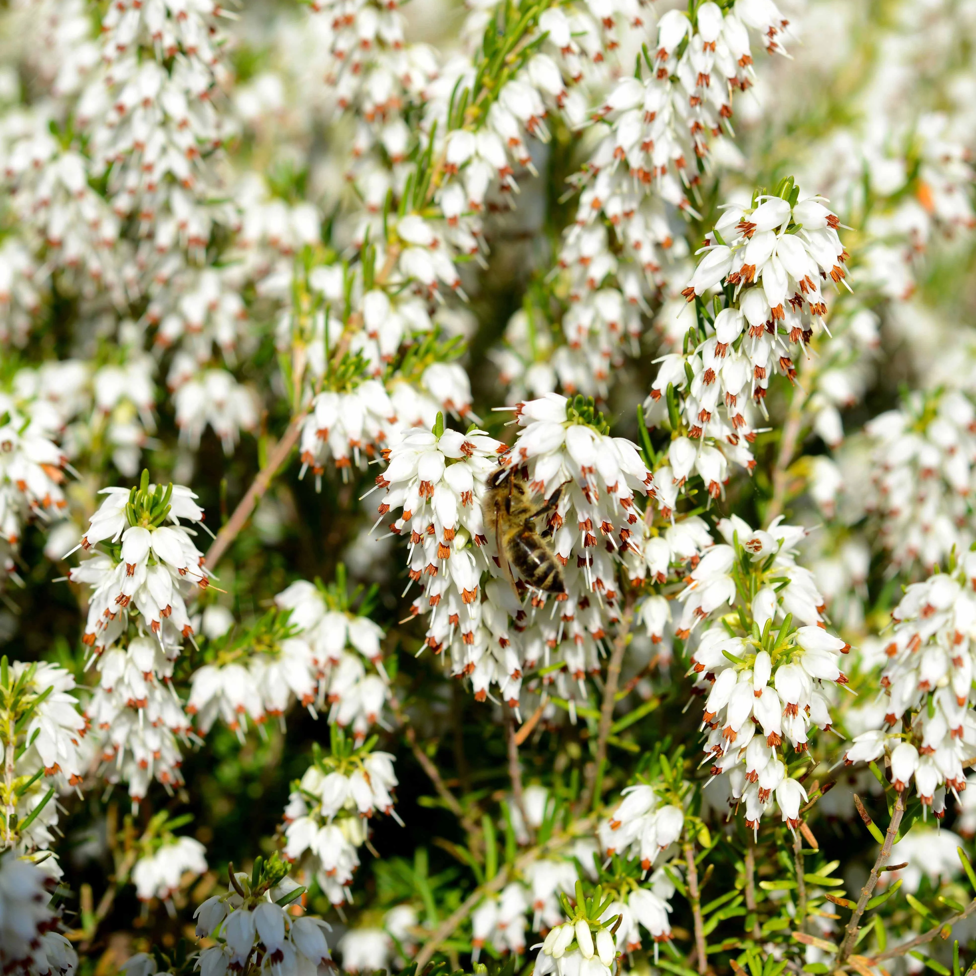 Winterheide - rood + wit + roze (x6) - Image 4